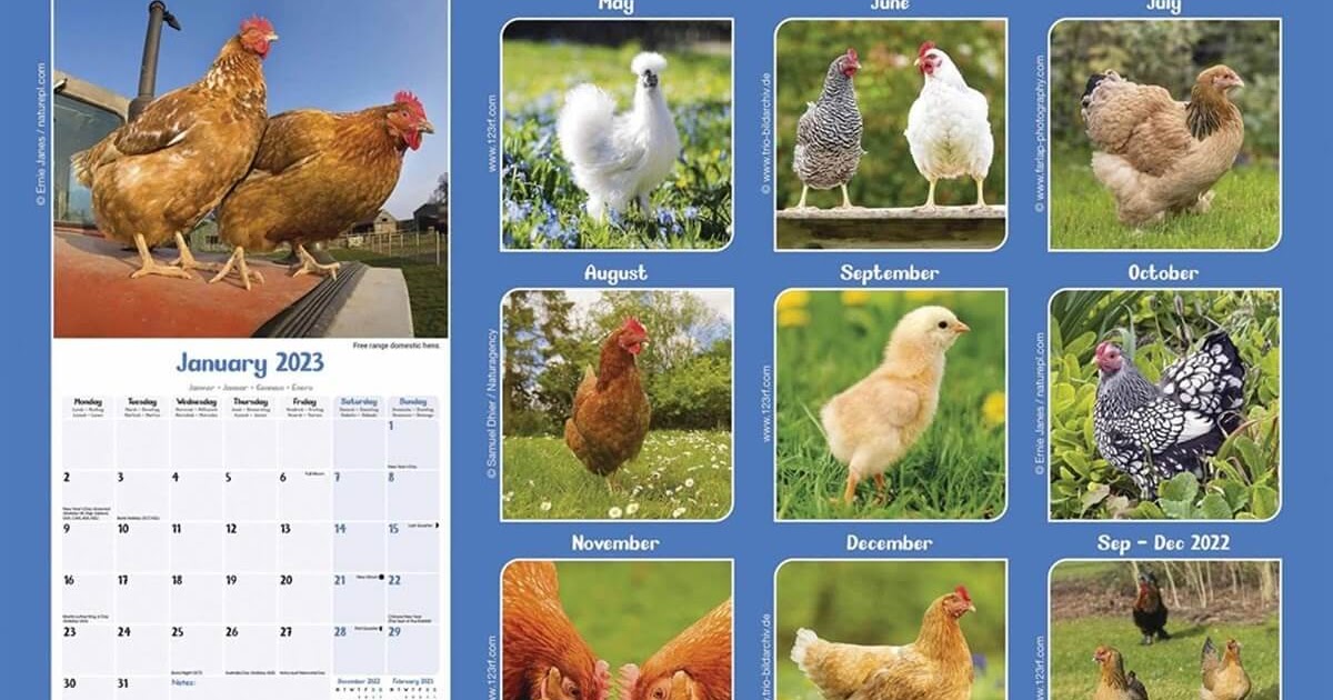 free-2023-defend-the-flock-chicken-calendar-free-samples-freebies-freebies2you